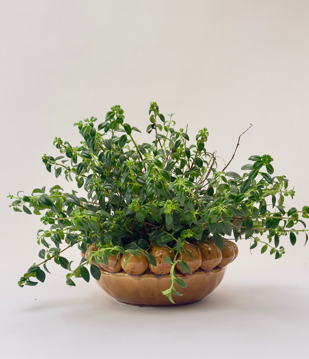 Vaso cerâmica pera artístico