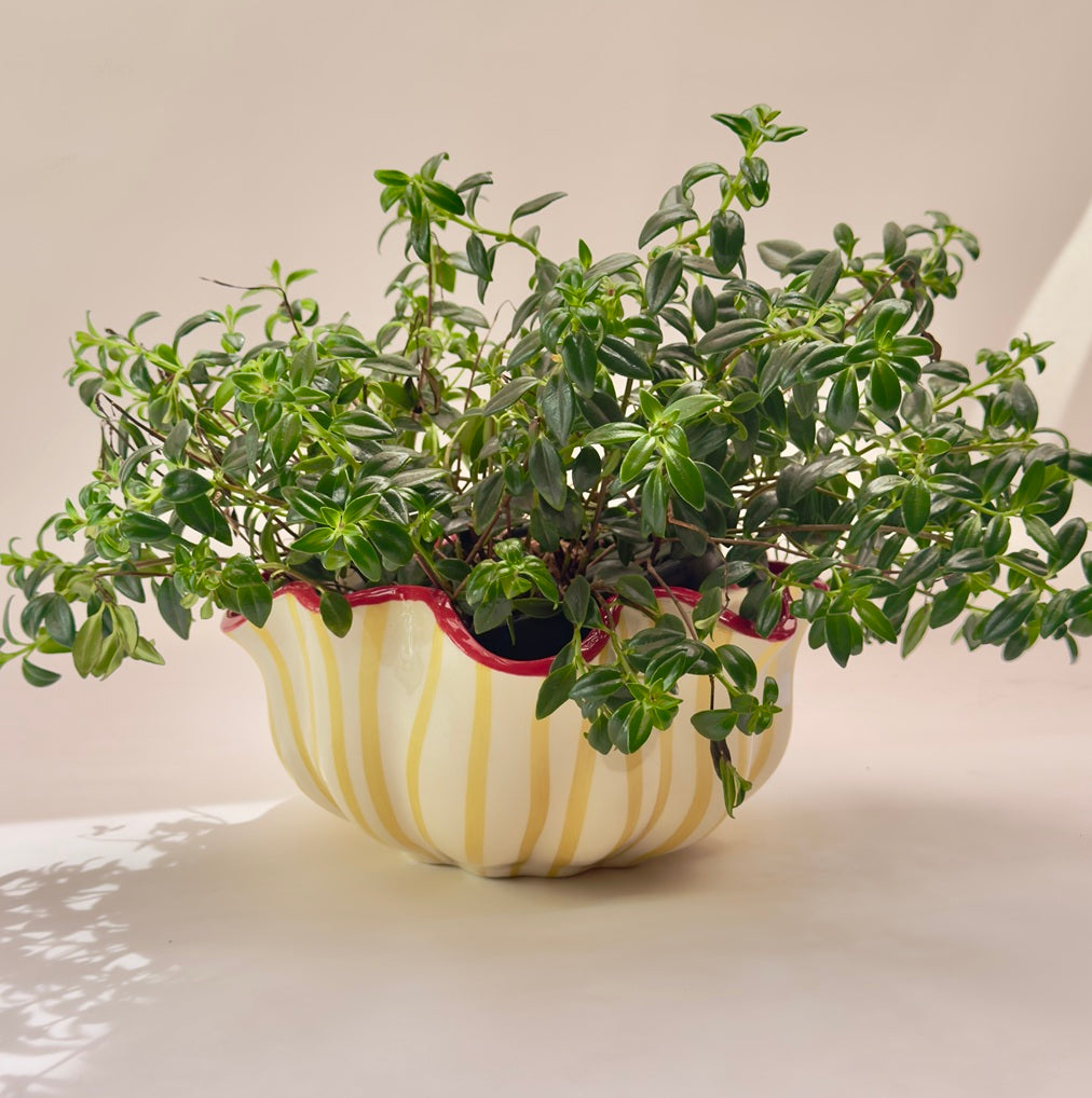 Vaso cerâmica amarelo listrado